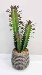 Эуфорбия Тригона 62 см