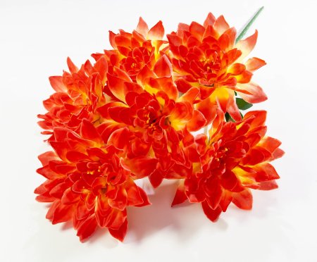 Георгин "Великан" 6 цветков