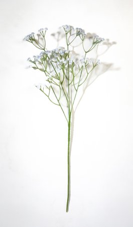 Ветка гипсофилы "Лазурь"