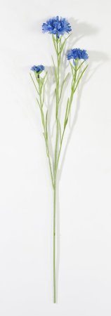 Василек синий