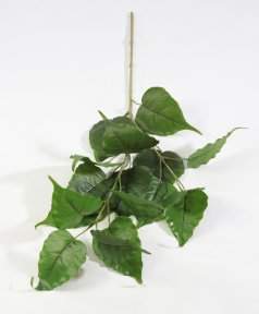 картинка Ветка тополя от магазина KALINA