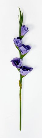 Гладиолус "Цветочный калейдоскоп" сиреневый