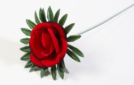 Роза бархатная с черной каймой