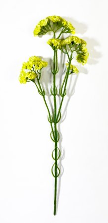 Статица желтая