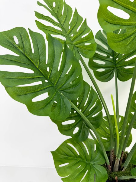 Монстера южно-американская 115 см БЕЗ КАШПО