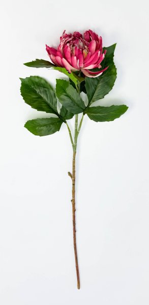 Хризантема малиновая