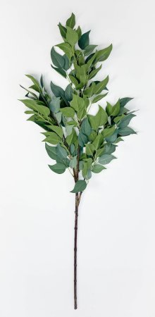 картинка Фикус ветка большая светло-зеленая от магазина KALINA