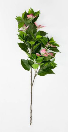 Муссенда розовая