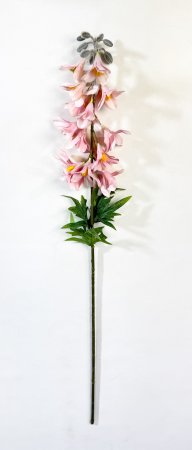 Дельфиниум с крупными соцветиями пюсовый