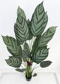 Калатея Маджестика 180 см
