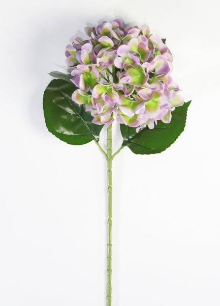 Гортензия жимолость