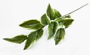 картинка Аглаонема комнатная высокая  от магазина KALINA