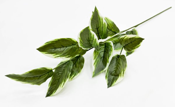 картинка Аглаонема комнатная высокая  от магазина KALINA