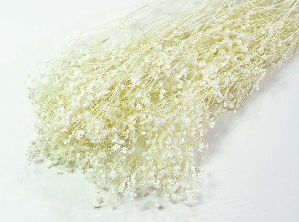 Гипсофила стабиллизированная 1