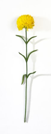 Гвоздика желтая