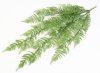 Ампельный папоротник Кочедыжник