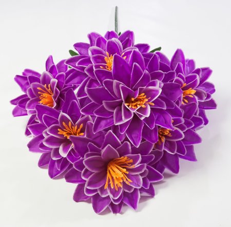 Георгин "Вилена" 7 цветков