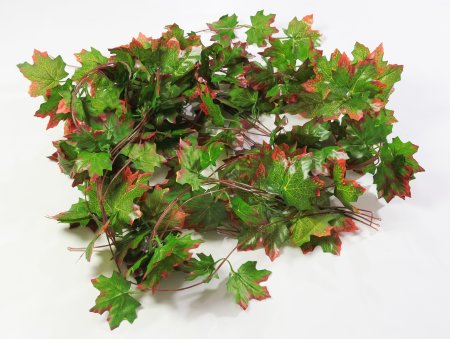 картинка Лиана клена от магазина KALINA