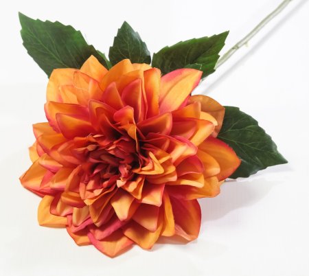 Соцветие георгина