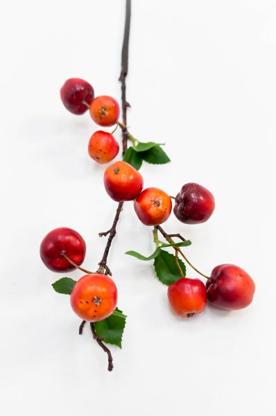 Ветка ранетки 10 плодов