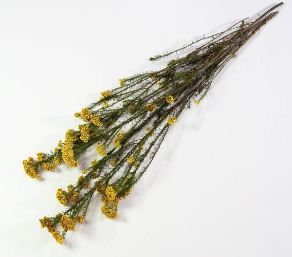 Озотамнус  2