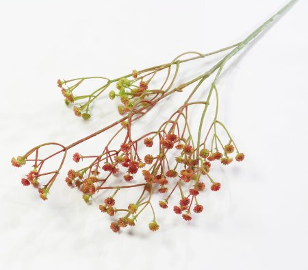 Ветка гипсофилы Осенняя