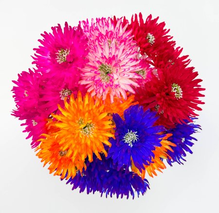 Астра "Дуняша" 7 цветков