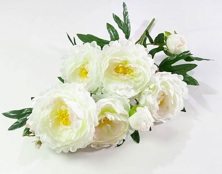 Пион "Персидский Гигант" 5 цветков 3 бутона от магазина KALINA являющийся официальным дистрибьютором в России 