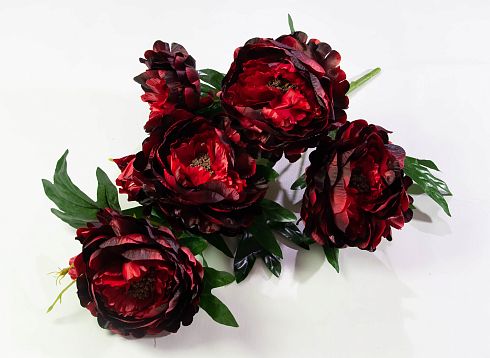Пион "Персидский Гигант" 5 цветков 3 бутона от магазина KALINA являющийся официальным дистрибьютором в России 