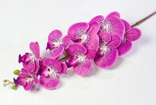 Ветка орхидеи 39 от магазина KALINA являющийся официальным дистрибьютором в России 